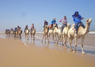 Activité d'Essaouira, balade en Chameau