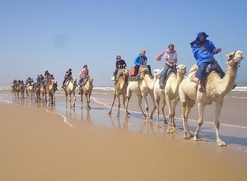balade en chameau à Essaouira