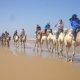 balade en chameau à Essaouira